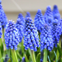 Bulbi de Muscari Armeniacum, 15 bulbi