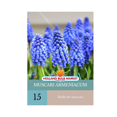 Bulbi de Muscari Armeniacum, 15 bulbi