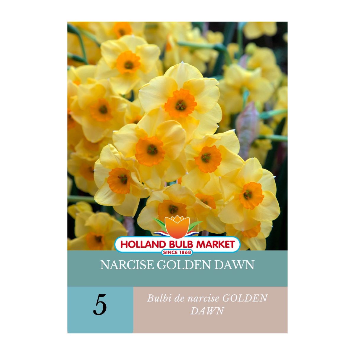 Bulbi de narcise Golden Dawn, 5 bulbi