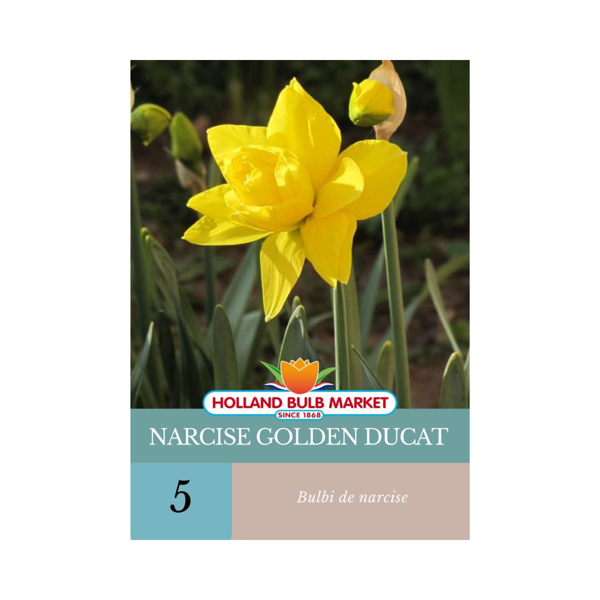 Bulbi de narcise Golden Ducat, 5 bulbi