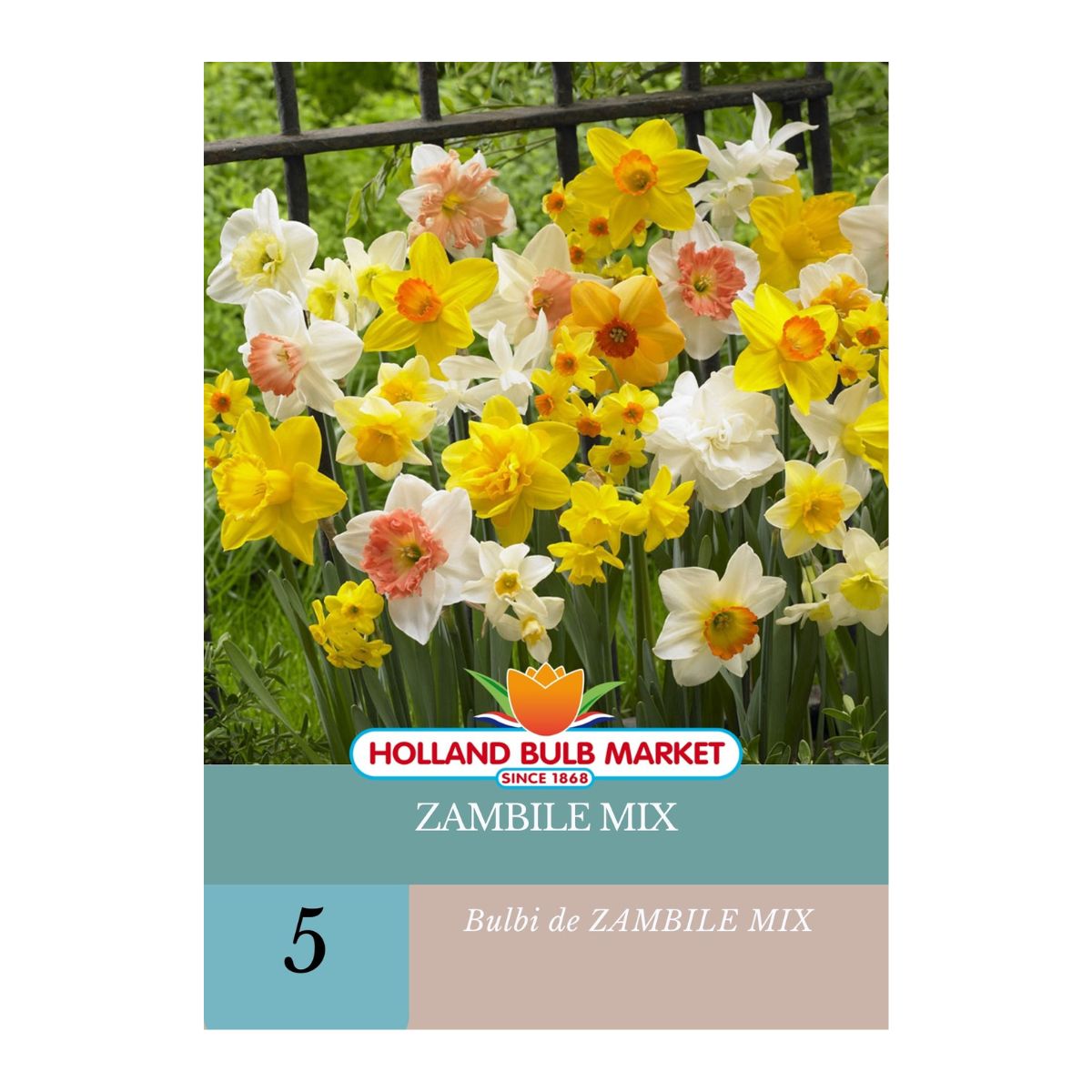 Bulbi de narcise MIX , 5 bulbi