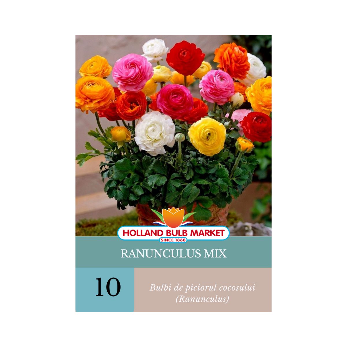 Bulbi de Ranunculus Mix (Piciorul cocosului),  10 bulbi