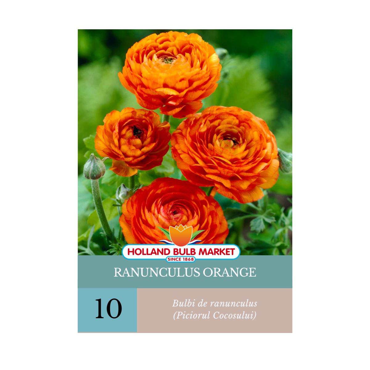 Bulbi de Ranunculus (Piciorul cocosului) ORANGE, 10 bucati