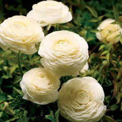 Bulbi de Ranunculus WHITE, 10 bulbi