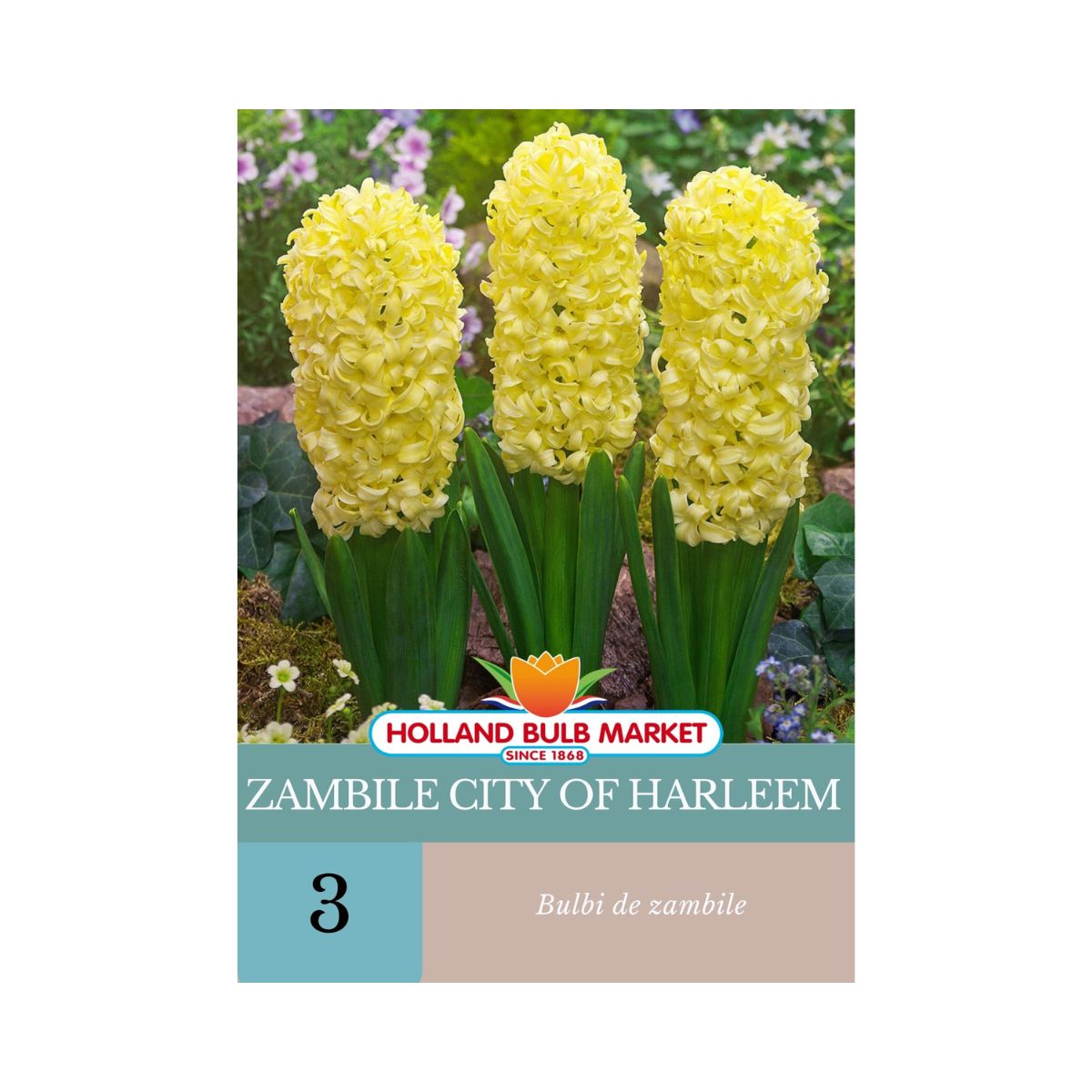 Bulbi de zambile City Of Harleem, 3 bulbi