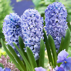 Bulbi de zambile Delft Blue, 3 bulbi