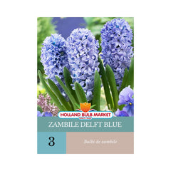 Bulbi de zambile Delft Blue, 3 bulbi