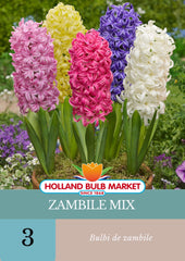 Bulbi de zambile MIX, 3 bulbi