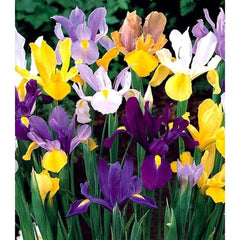 Bulbi Iris Mixed - Explozie de culoare in gradina ta