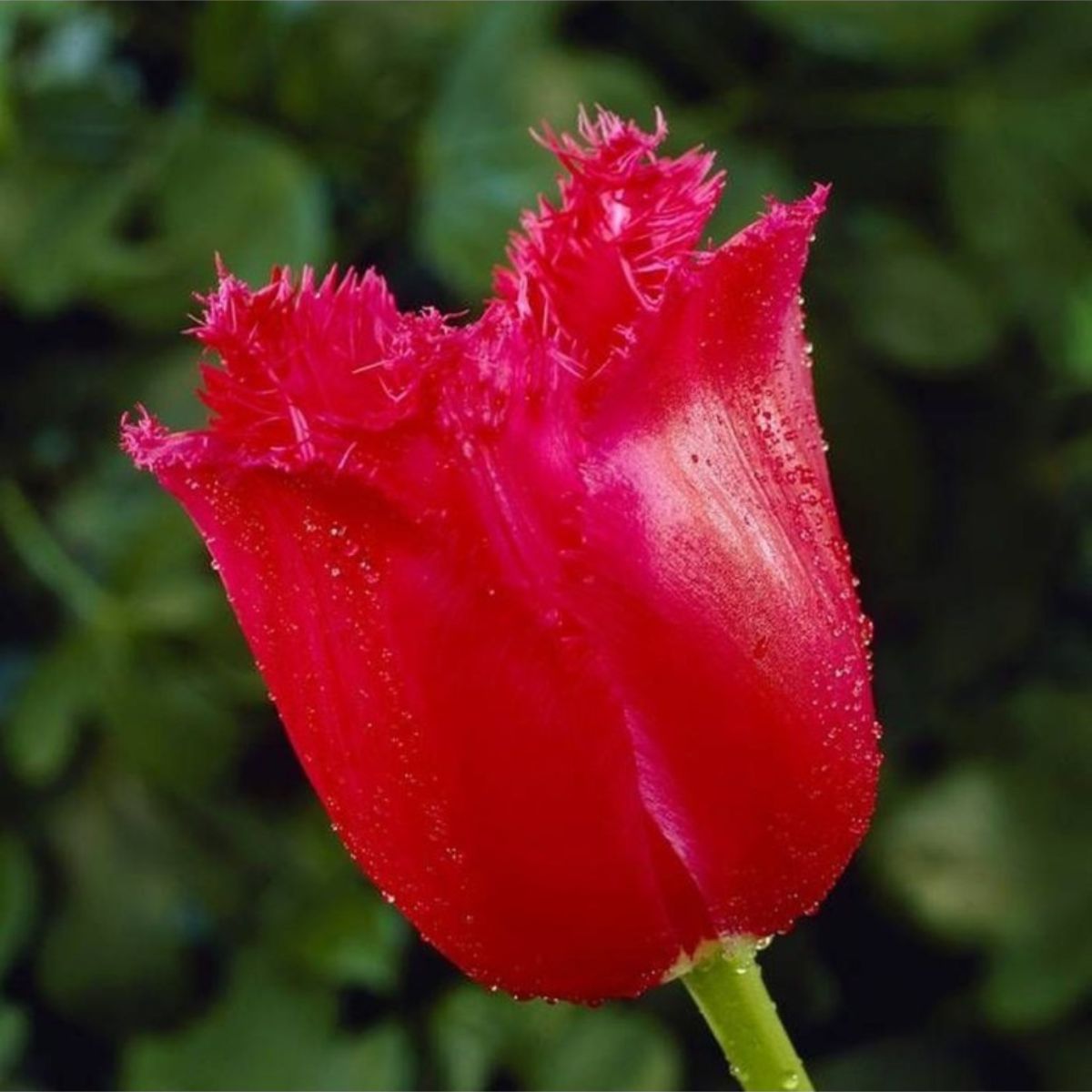 Bulbi Lalea Burgundy - Eleganta si rafinament in gradina ta