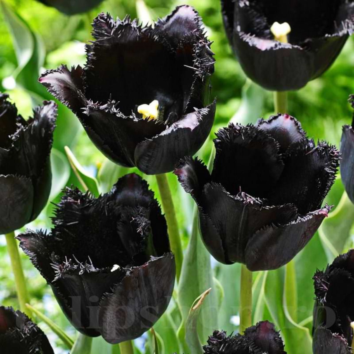 Bulbi Lalea Tulipa Black Jack - Eleganta dramatica pentru gradina ta