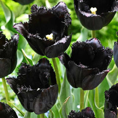 Bulbi Lalea Tulipa Black Jack - Eleganta dramatica pentru gradina ta