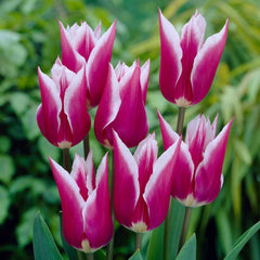 Bulbi Lalea Tulipa Claudia - Eleganta si contrast spectaculos