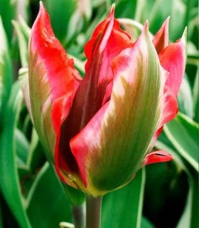 Bulbi Lalea Tulipa Esperado - Culoare si eleganta pentru gradina ta