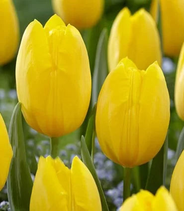 Bulbi Lalea Tulipa Fast Domino - Eleganta si culoare pentru gradina ta, 1, hectarul.ro