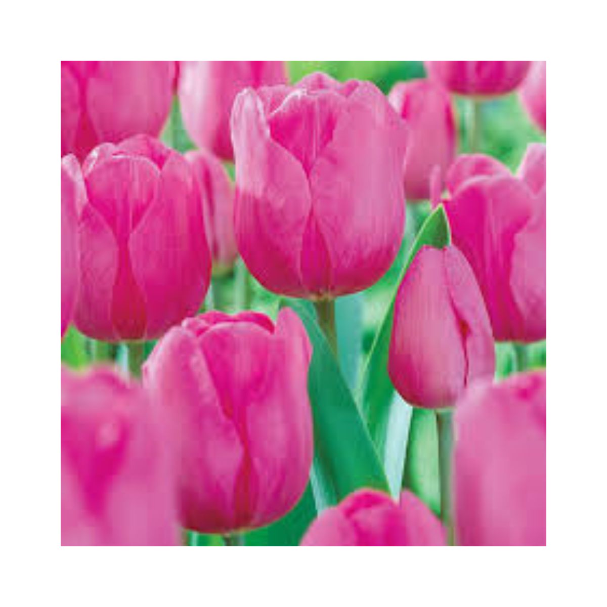 Bulbi Lalea Tulipa Up Pink - Eleganta si rafinament in gradina ta, 1, hectarul.ro