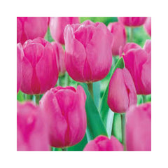 Bulbi Lalea Tulipa Up Pink - Eleganta si rafinament in gradina ta