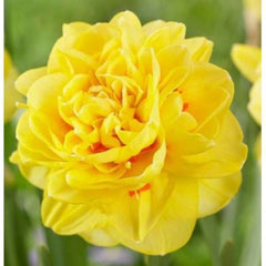 Bulbi Narcisa  Eastertide - Eleganta si parfum in gradina ta
