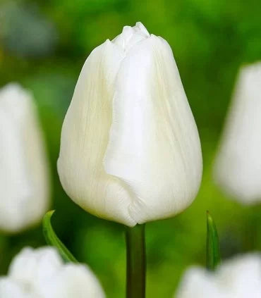 Bulbi Narcisa White Prince - Eleganta pentru gradina ta, 1, hectarul.ro