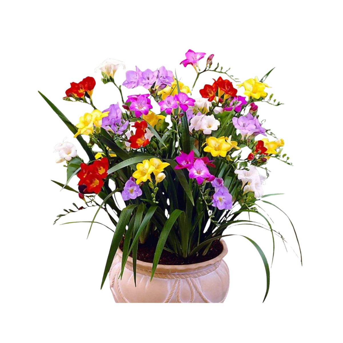 Bulbi de narcise Double Mixed, 5 bulbi, 2, hectarul.ro