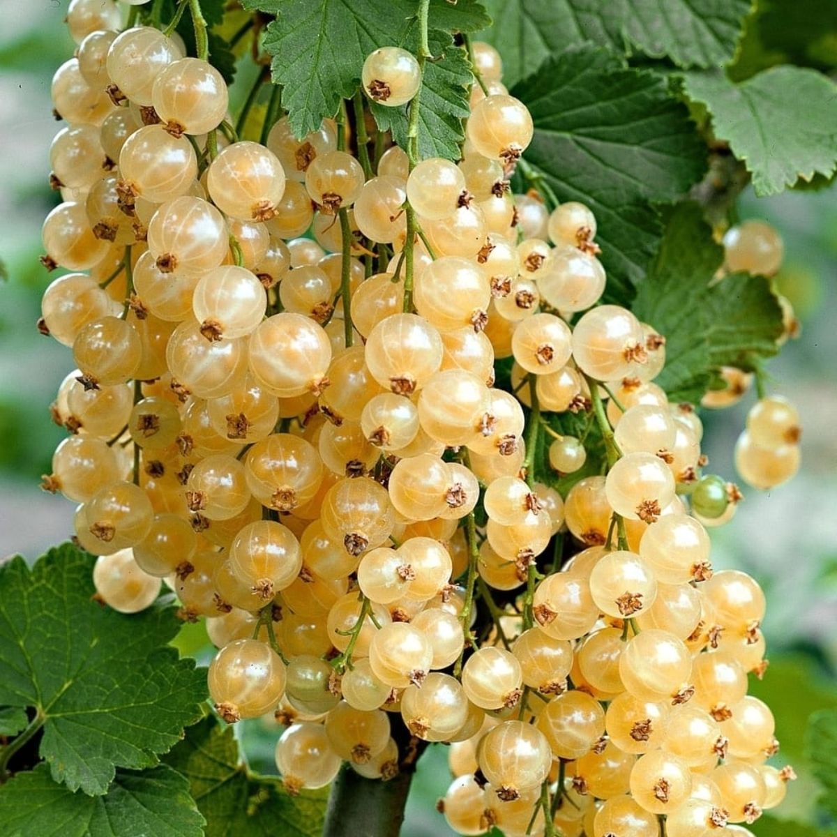 Butas de coacaz alb, WITTE PAREL, 1 bucata, 1, hectarul.ro