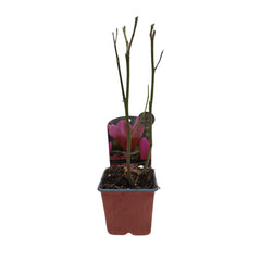 Butas de Magnolie Susan