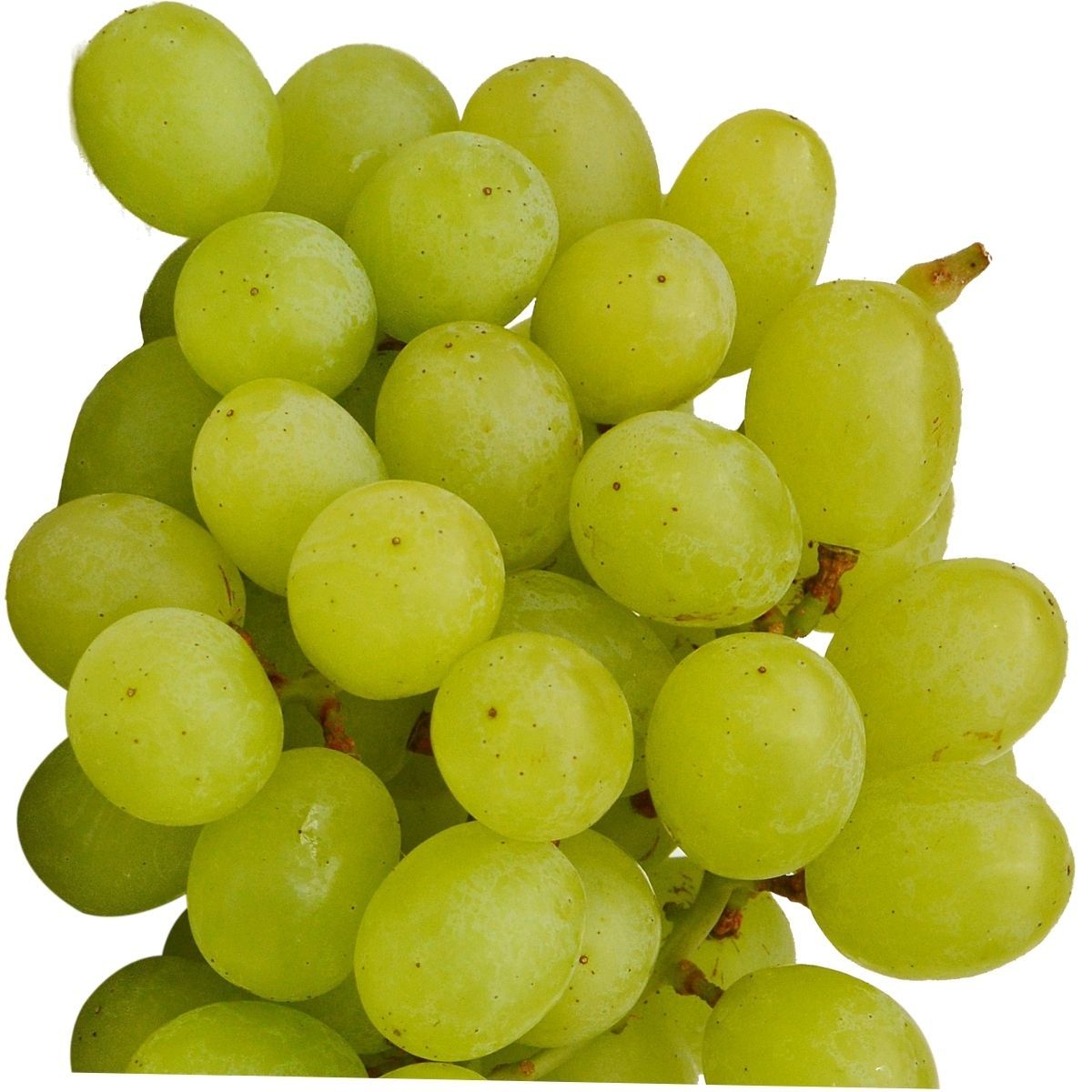 Butasi de struguri de Masa Palatina