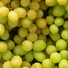Butasi de struguri  de VIN Feteasca regala Yurta