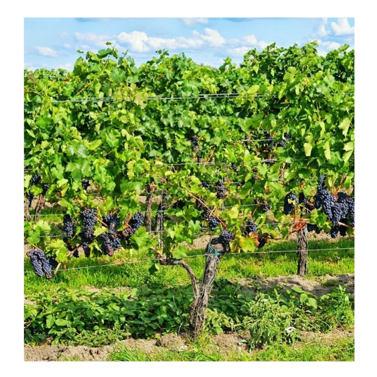 Fungicid pentru vita de vie, 20 grame, Melody Compact 49 WG, BAYER