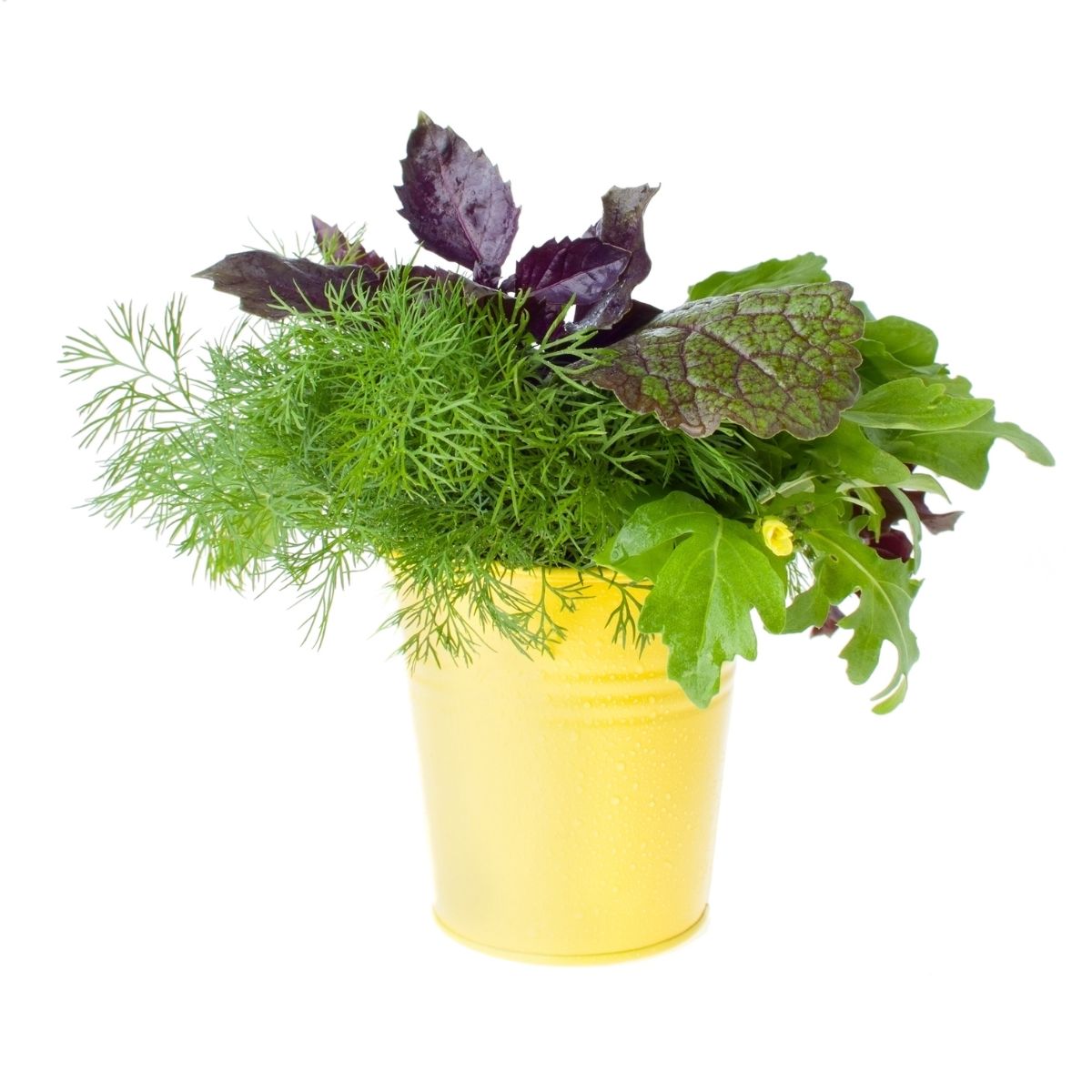 Galeata metalica galvanizata  Aix Caldari 15 l,  galbena