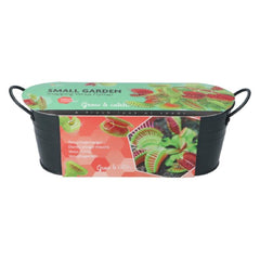 Kit crestere planta carnivora, BUZZY