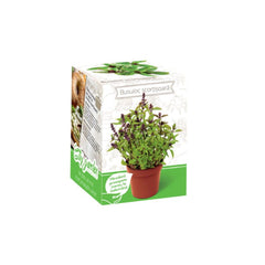 Kit Plante Aromatice Busuioc aroma de scortisoara