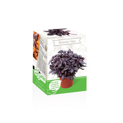 Kit Plante Aromatice Busuioc rosu