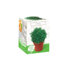 Kit Plante Aromatice Cimbru