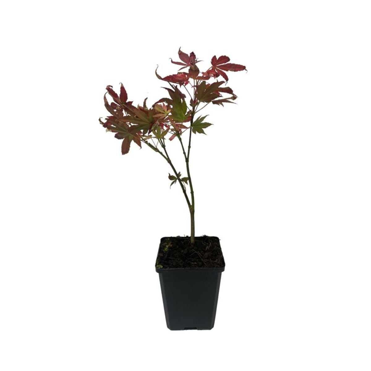Planta Artar Japonez, 40 cm
