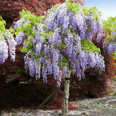 Planta Glicina (Wisteria), 40 cm