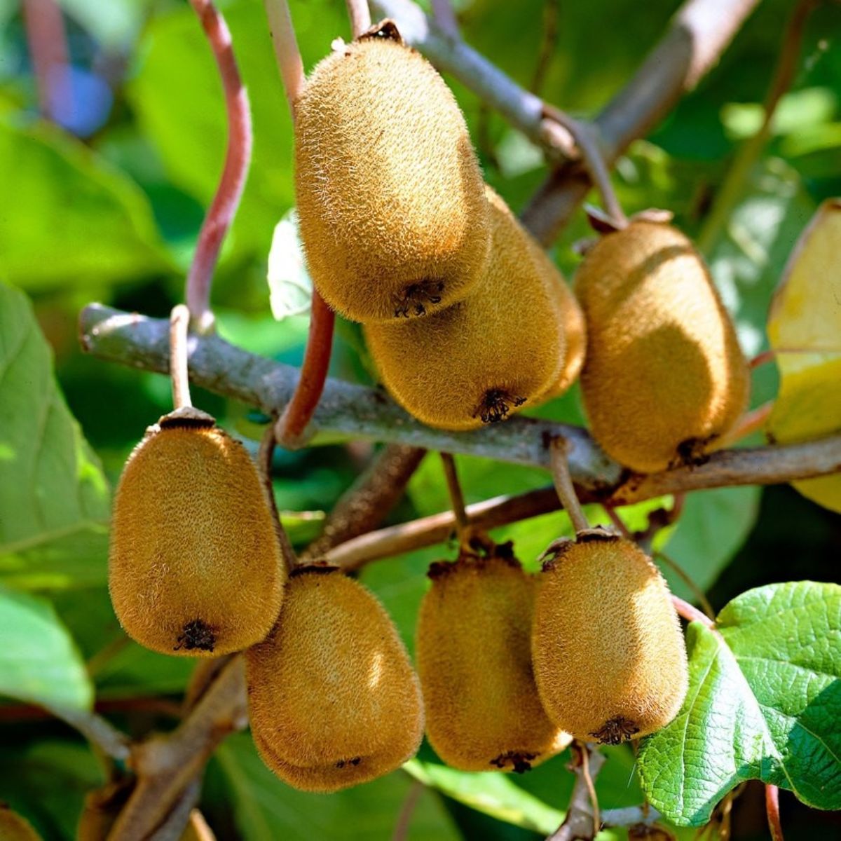 Planta Kiwi Jenny autofertil, 40 cm