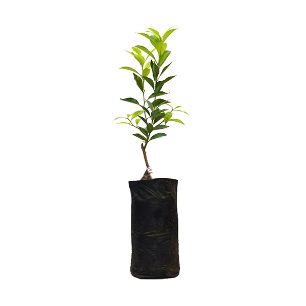 Planta Lime (lime mexican), 40 cm
