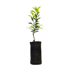 Planta Lime (lime mexican), 40 cm