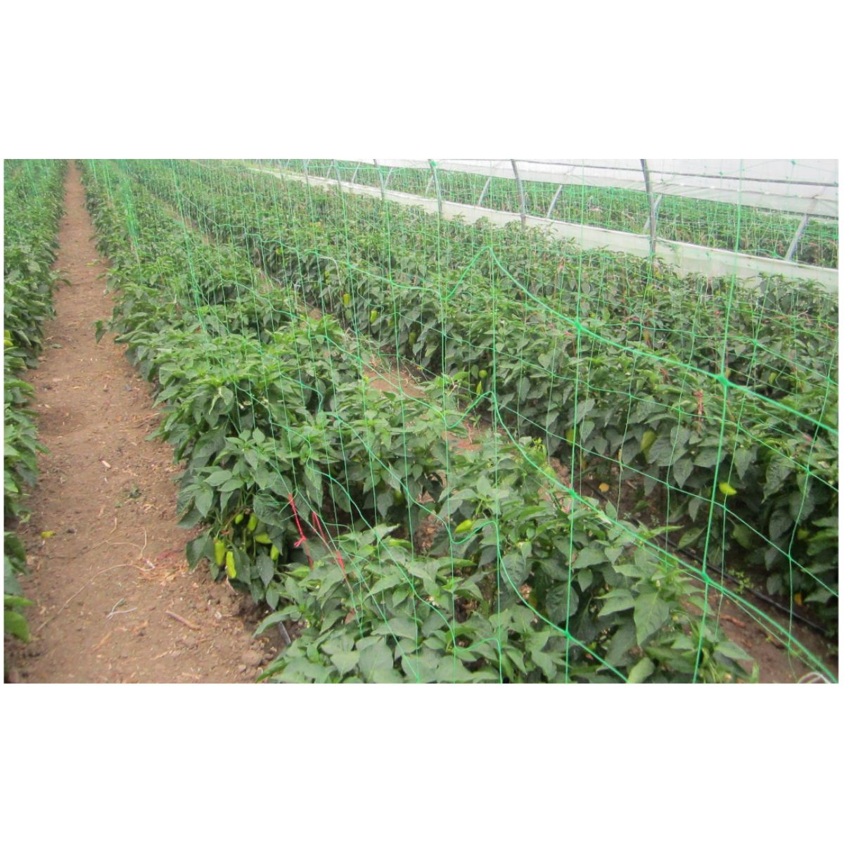 Plasa pentru plante Verde; H[m]: 1.7; L[m]: 50 EVOTOOLS