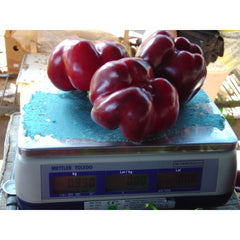 Seminte Ardei Gogosar BIHAR F1 ZKI 100 SEM