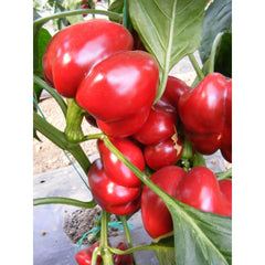 Seminte Ardei Gogosar BIHAR F1 ZKI 100 SEM