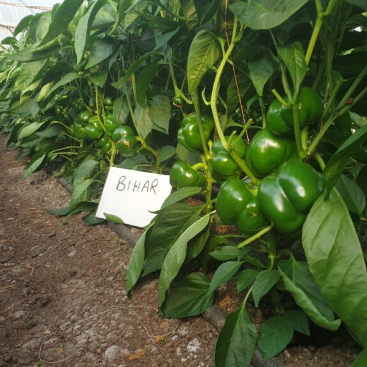 Seminte Ardei gogosar BIHAR F1 ZKI 500 SEM, 2, hectarul.ro