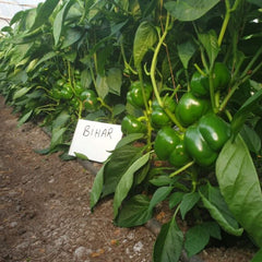 Seminte Ardei gogosar BIHAR F1 ZKI 500 SEM