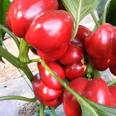 Seminte Ardei gogosar BIHAR F1 ZKI 500 SEM