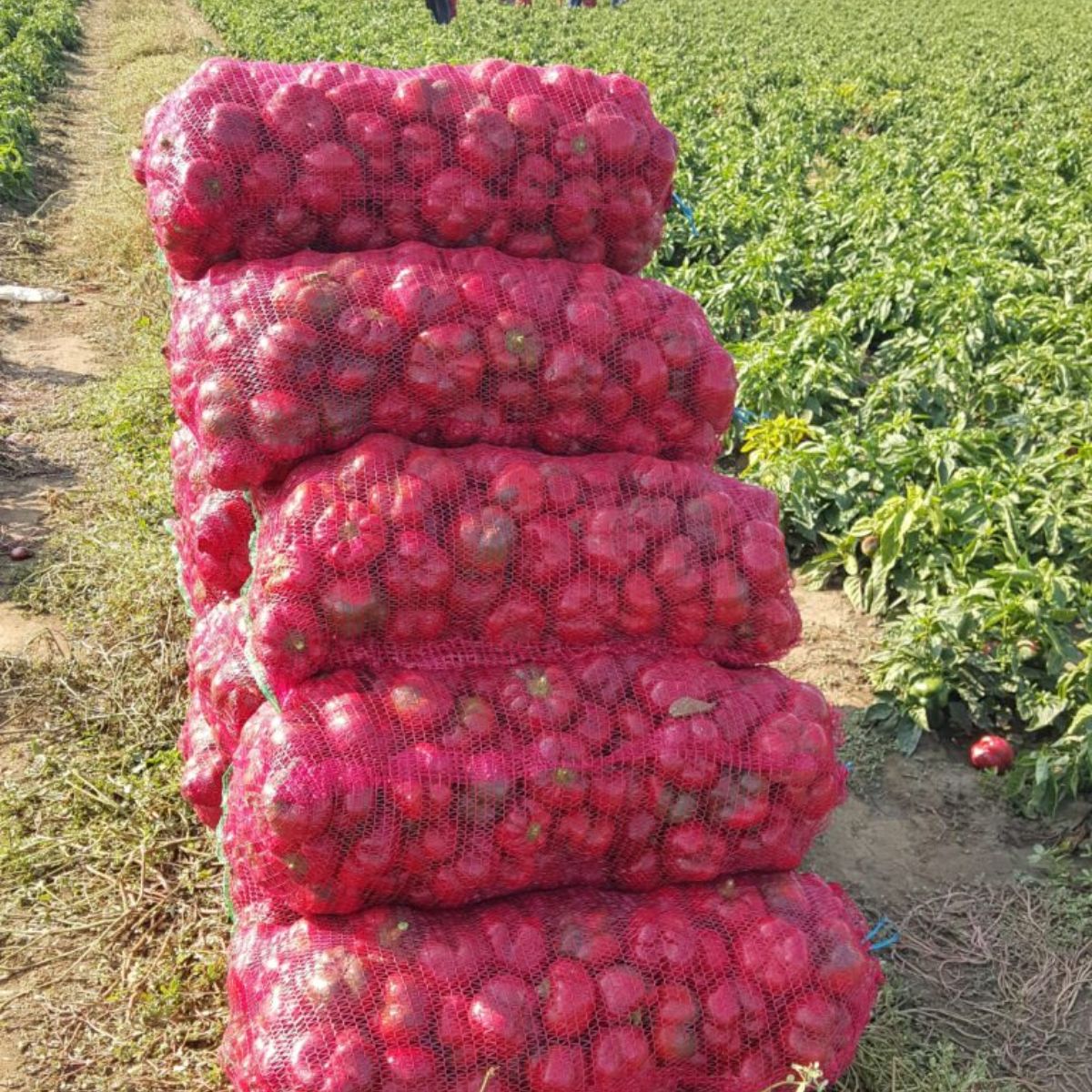 Seminte Ardei gogosar BIHAR F1 ZKI 500 SEM, 5, hectarul.ro