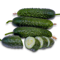 Seminte Castraveti Cornichon CASSIUS F1 ZKI 100 SEM