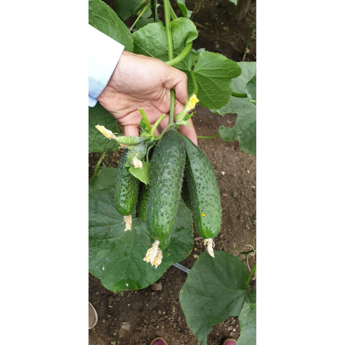 Seminte Castraveti Cornichon CASSIUS F1 ZKI 100 SEM, 2, hectarul.ro