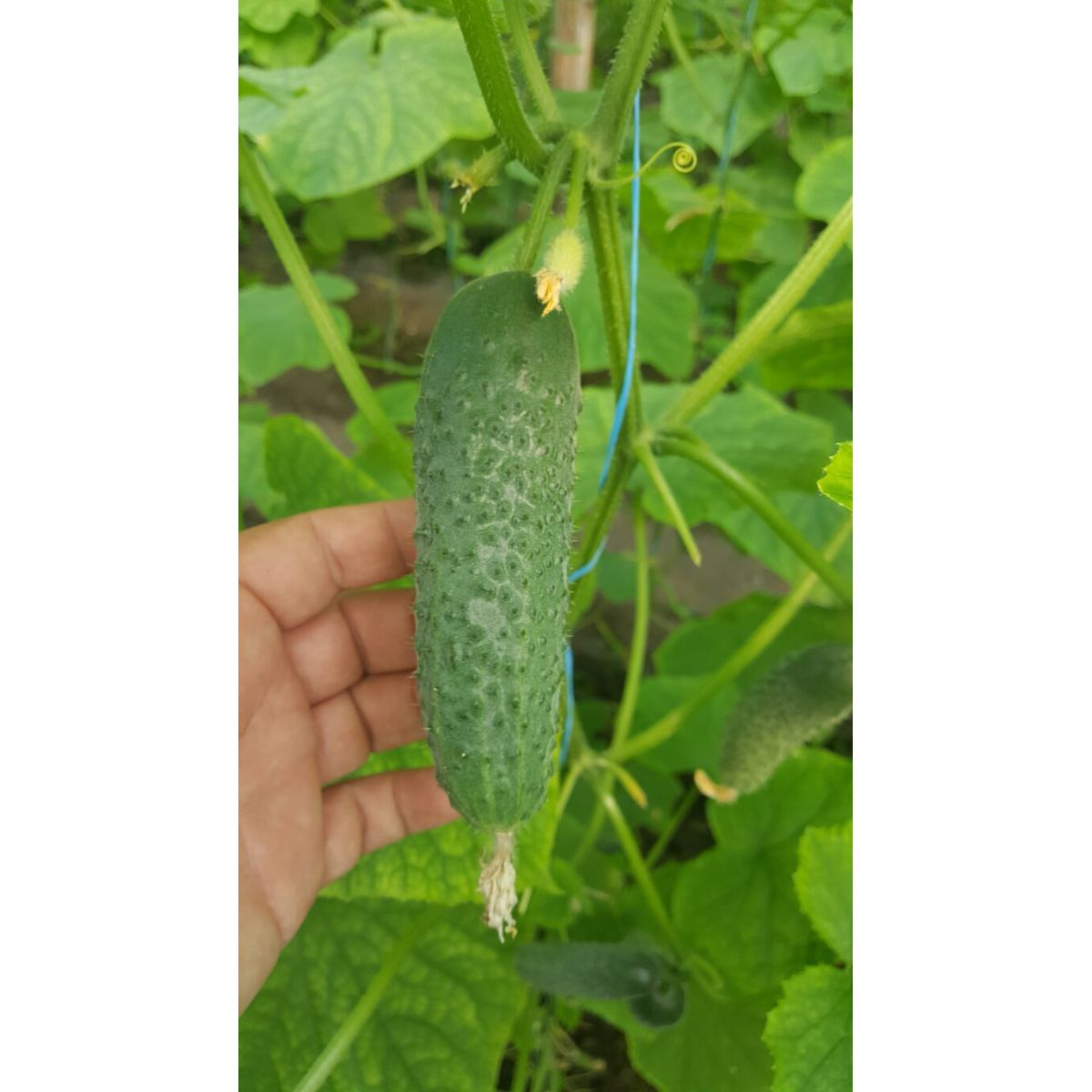 Seminte Castraveti Cornichon CASSIUS F1 ZKI 100 SEM, 3, hectarul.ro