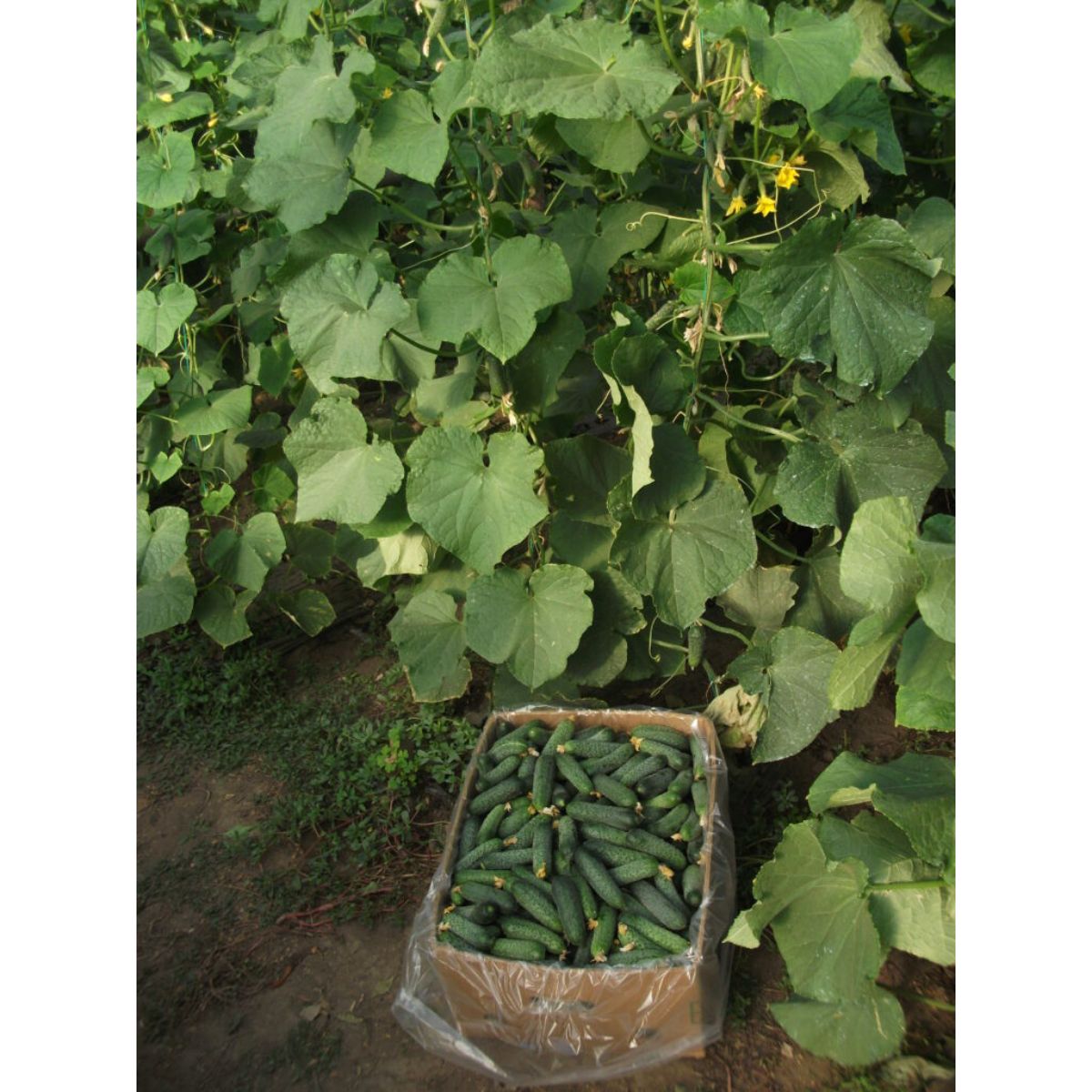 Seminte Castraveti Cornichon CASSIUS F1 ZKI 100 SEM, 4, hectarul.ro